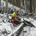 Der Narrenbaum wird gefällt