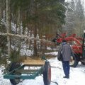 Der Narrenbaum wird gefällt
